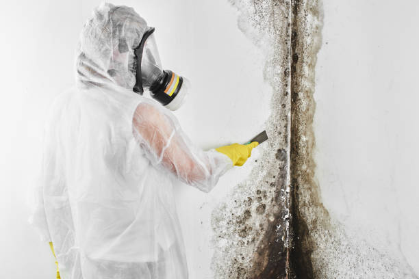 Best HVAC Mold Remediation in Pinckney, MI