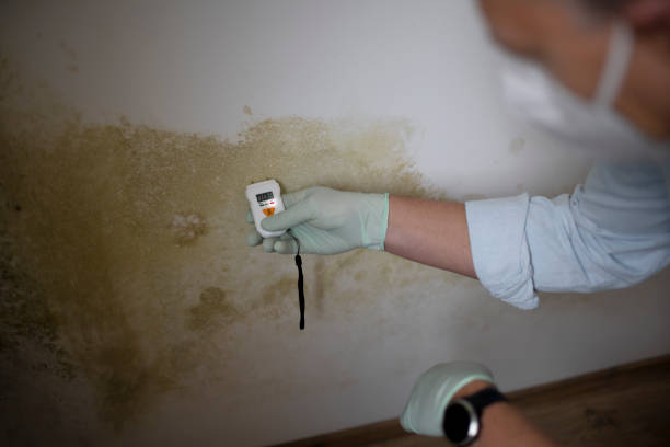Trusted Pinckney, MI Mold Remediation Experts