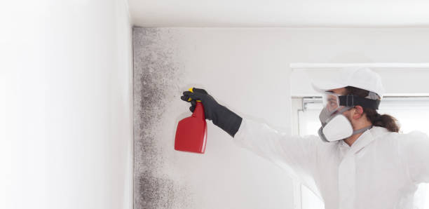  Pinckney, MI Mold Removal Pros