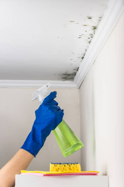 Best Mold Testing and Inspection Services in Pinckney, MI