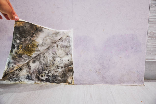 Best White Mold Remediation in Pinckney, MI